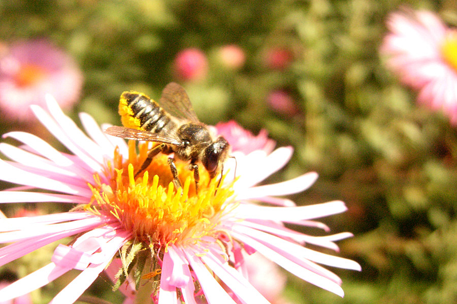 Apidae Megachilinae